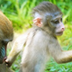 Illustration for article titled Zoo Renames Obama Monkey • Apology Might Secure Journalists Release